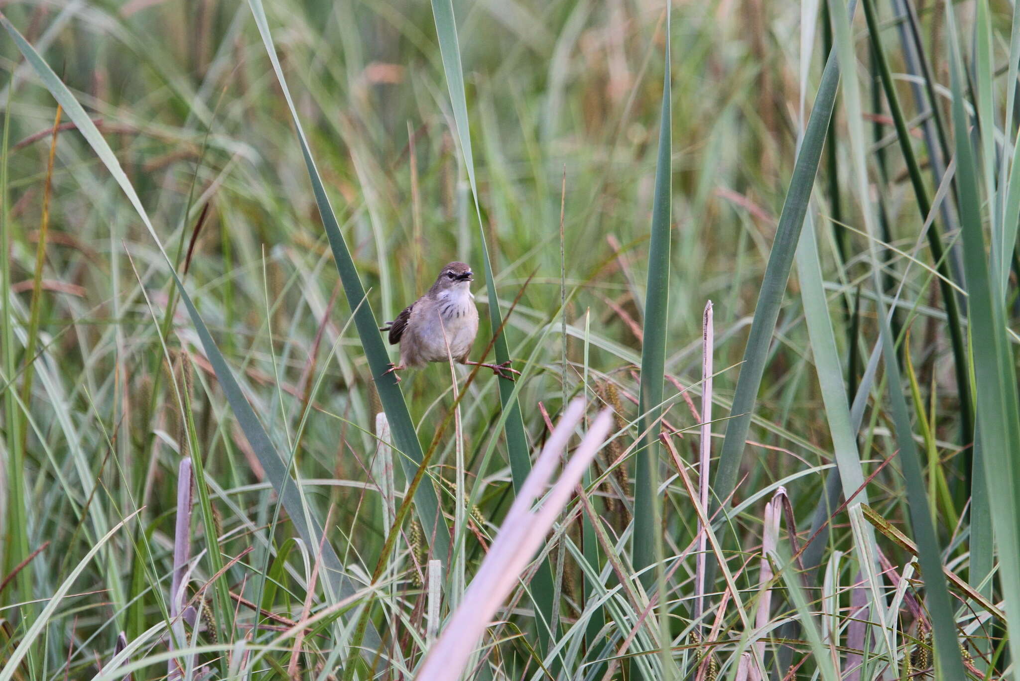 Image of African Bush-Warbler