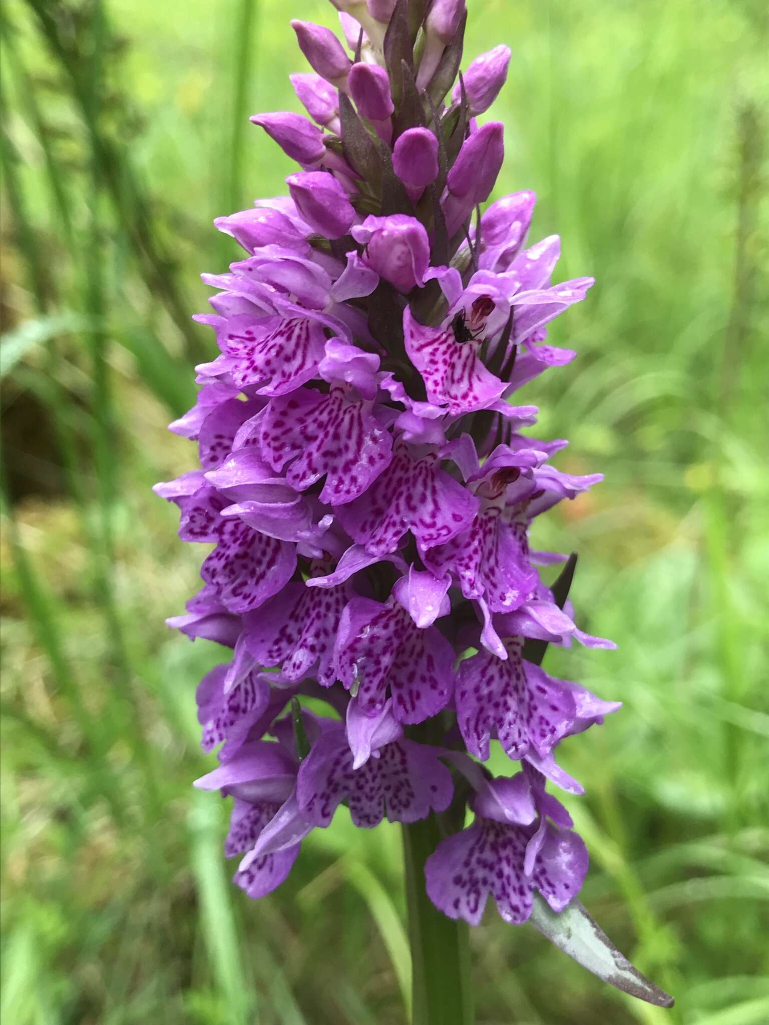 Dactylorhiza formosa Soó的圖片