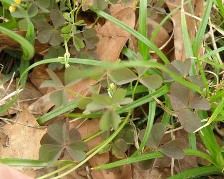 Image of Texas woodsorrel