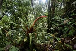 Guzmania nicaraguensis Mez & C. F. Baker的圖片