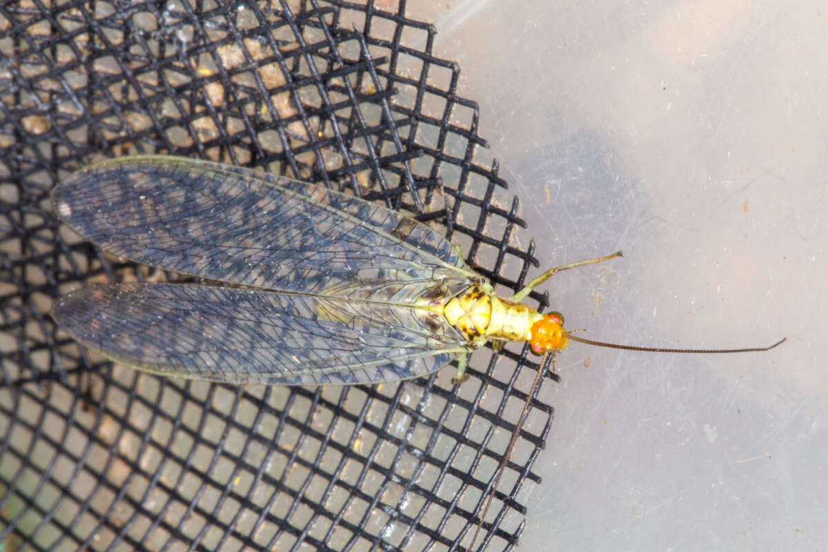 Image of scarce orange-headed lacewing