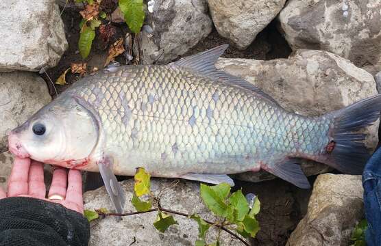 Image of Smallmouth Buffalo