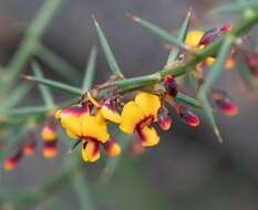 Image de <i>Daviesia <i>ulicifolia</i></i> subsp. ulicifolia