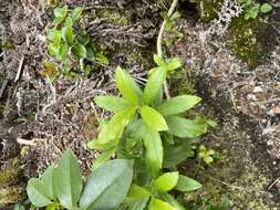 Plancia ëd Vaccinium calycinum Sm.