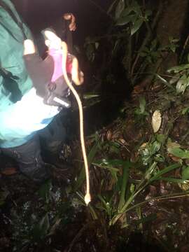 Image of Amazon Basin Tree Snake