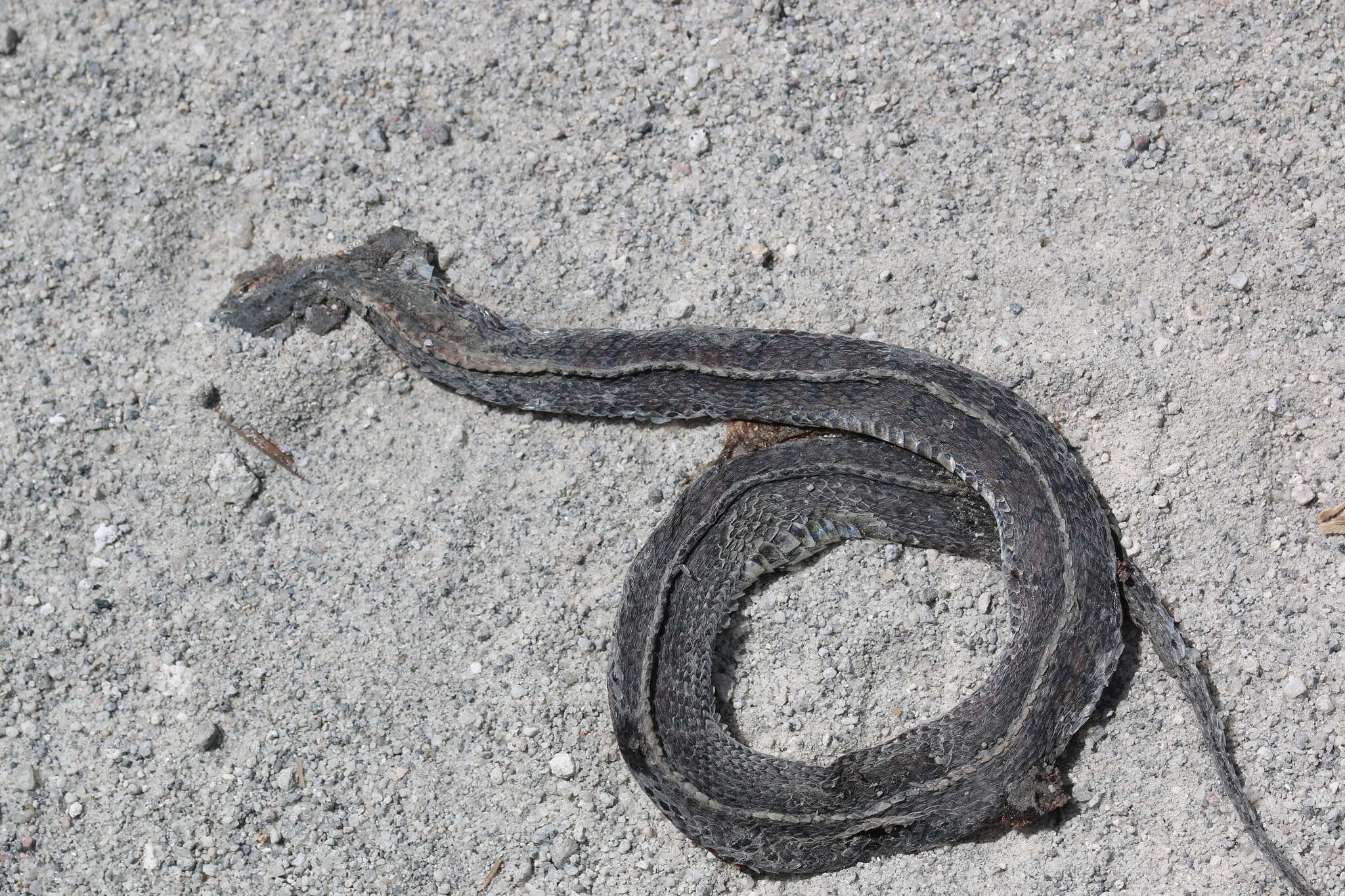 Image of Spotted Coffee Snake