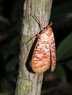 Image of Aphaena (Aphaena) discolor Guérin-Méneville 1834