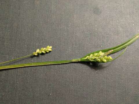 Image of eastern woodland sedge