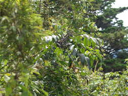 Image of Toxicodendron striatum (Ruiz & Pav.) Kuntze