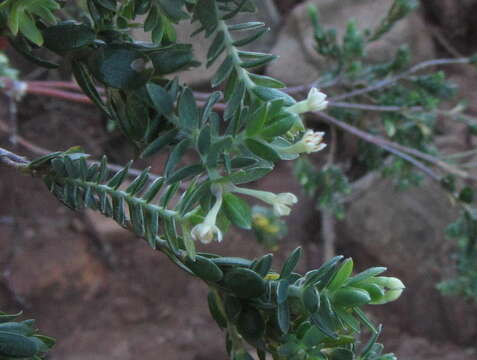 Image of Gnidia sericea (L.) L.