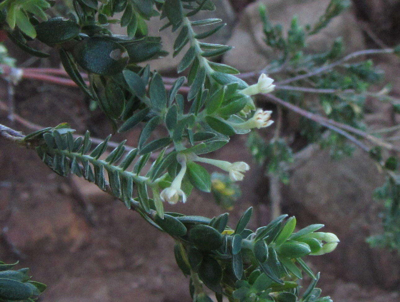 Image of Gnidia sericea (L.) L.