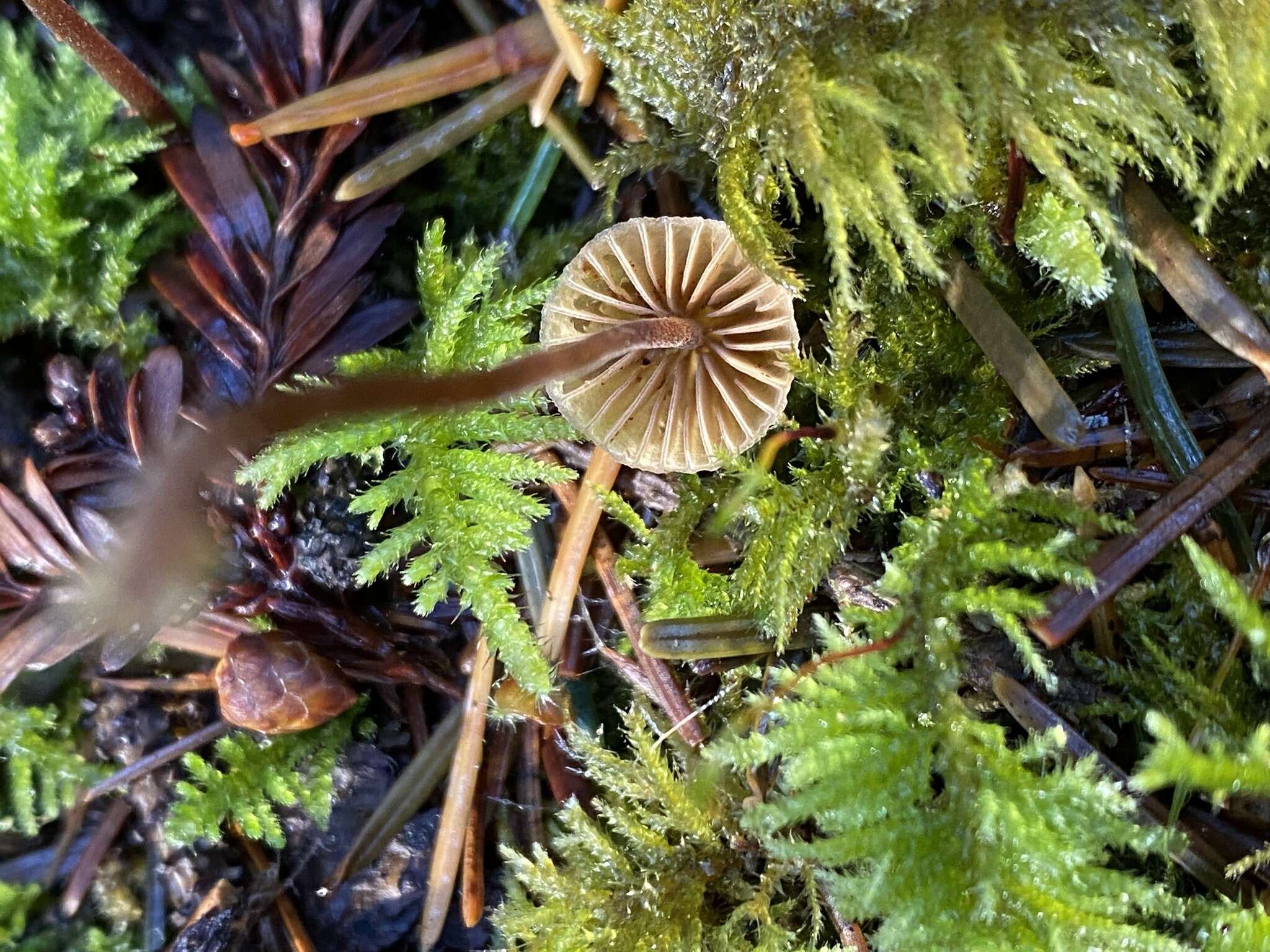 Imagem de Galerina vittiformis (Fr.) Singer 1950