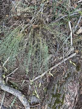 Image of Idaho milkvetch