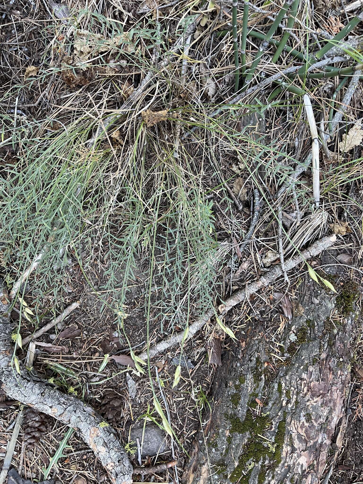 Sivun Astragalus conjunctus S. Wats. kuva