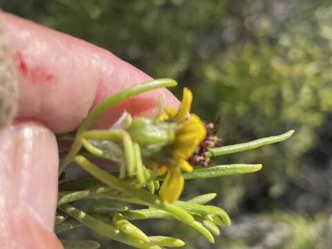 Sivun Encelia ventorum T. S. Brandeg. kuva