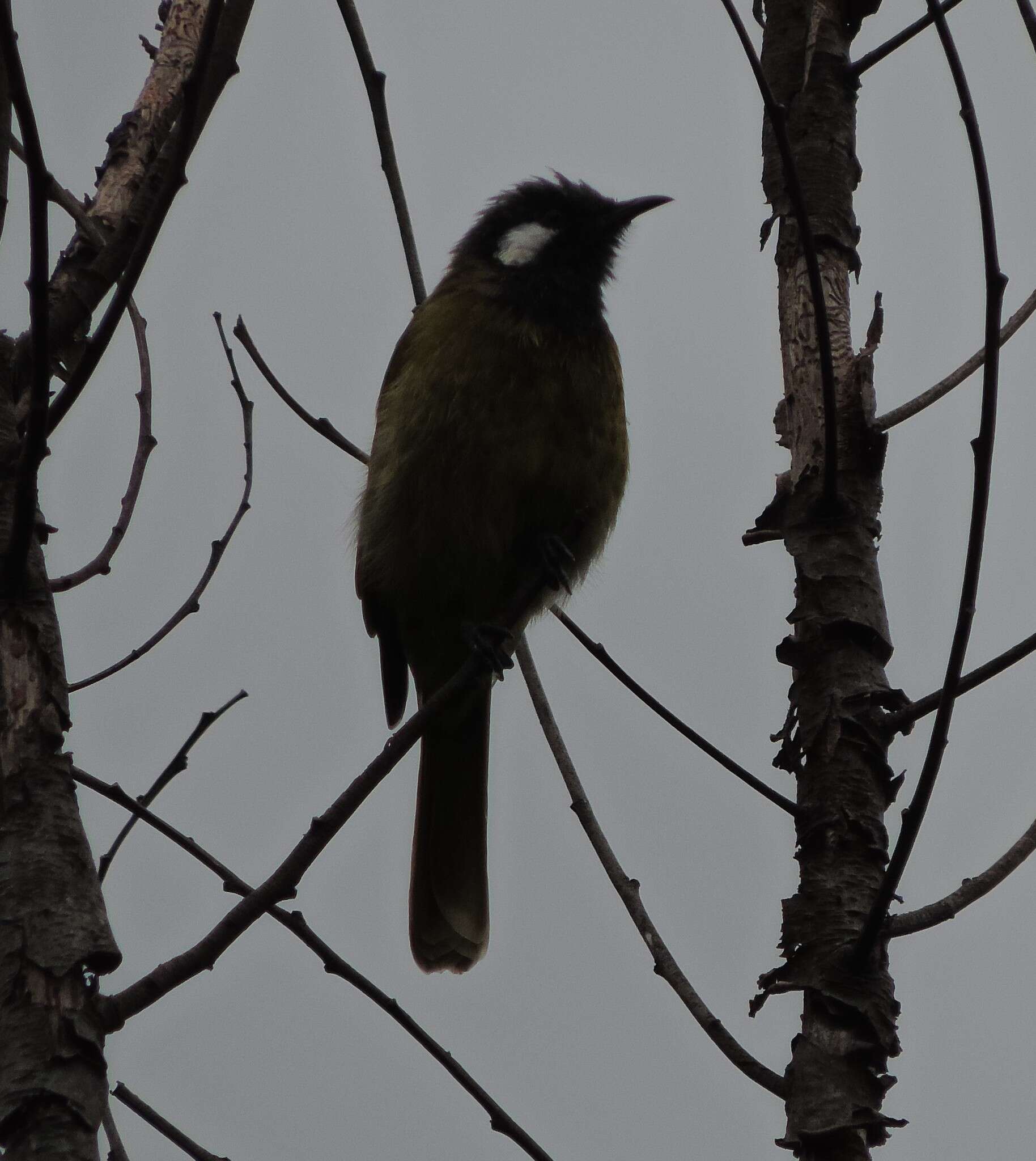 Image of Nesoptilotis leucotis leucotis (Latham 1801)