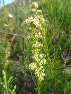 Image of Searsia rosmarinifolia (Vahl) F. A. Barkley