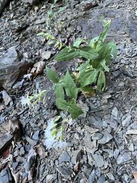 Image of Blue Ridge catchfly