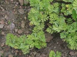 صورة Artemisia franserioides Greene