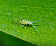 Image of Aphid