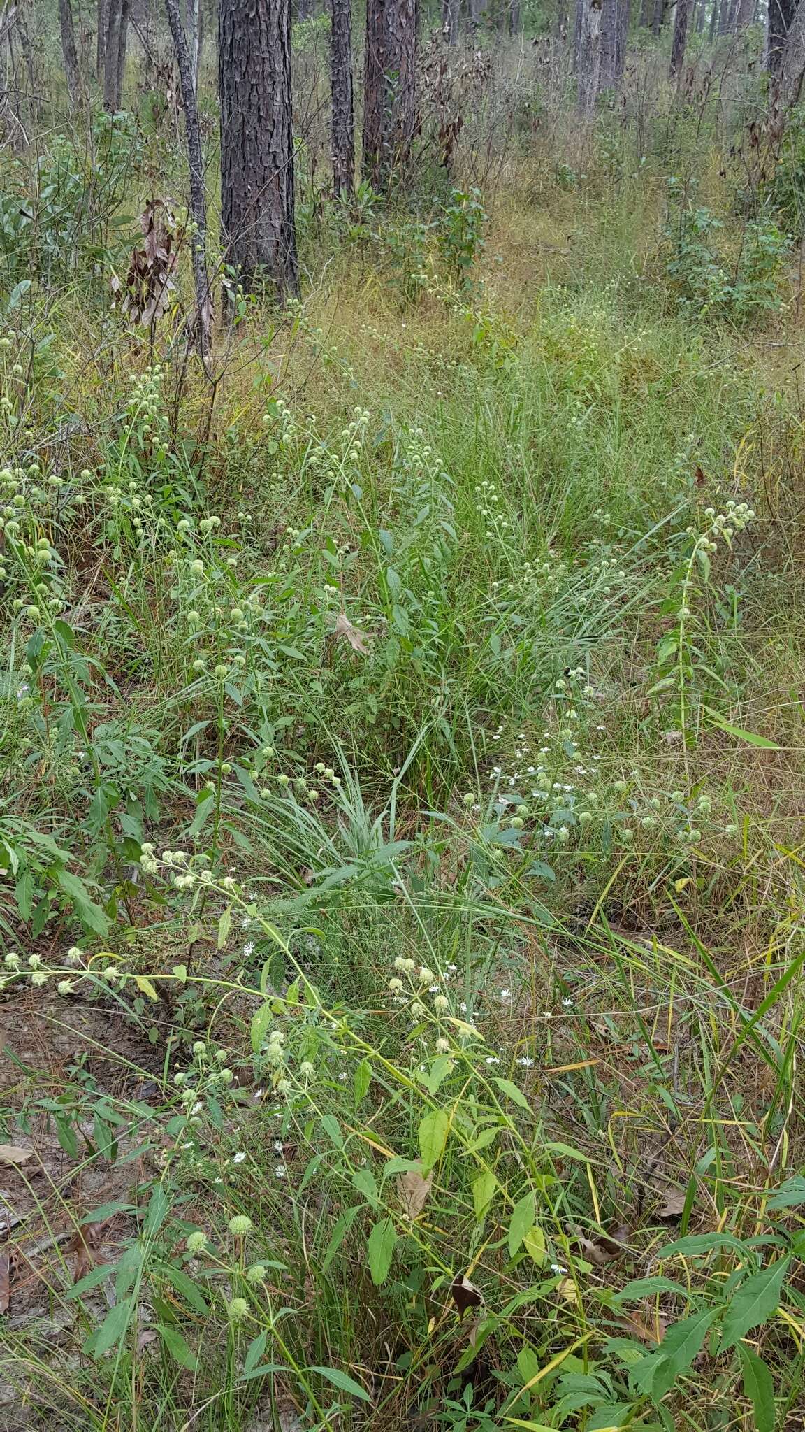 Image of clustered bushmint