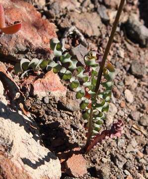 Image of Tritonia securigera subsp. watermeyeri (L. Bolus) J. C. Manning & Goldblatt