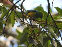 Imagem de Chlorophonia cyanea (Thunberg 1822)