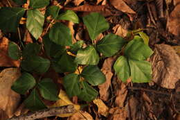 Image of Bastard forest grape