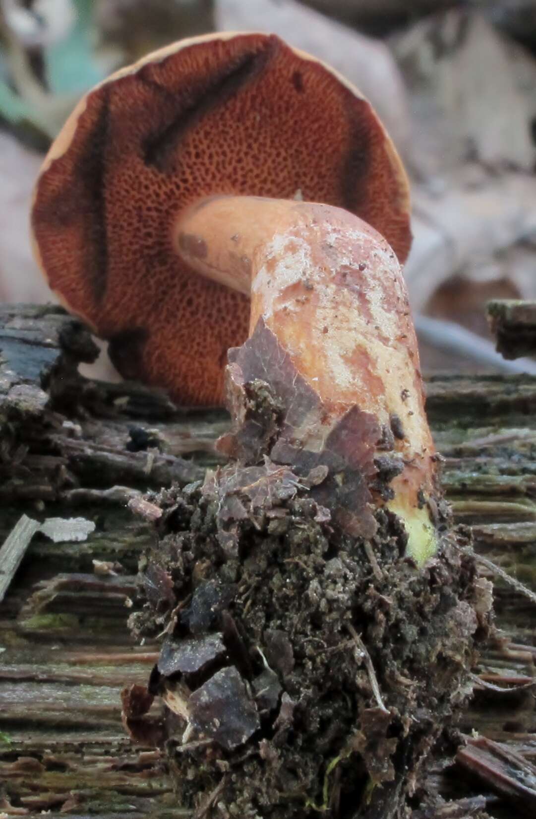 Image of Chalciporus piperatoides (A. H. Sm. & Thiers) T. J. Baroni & Both 1991