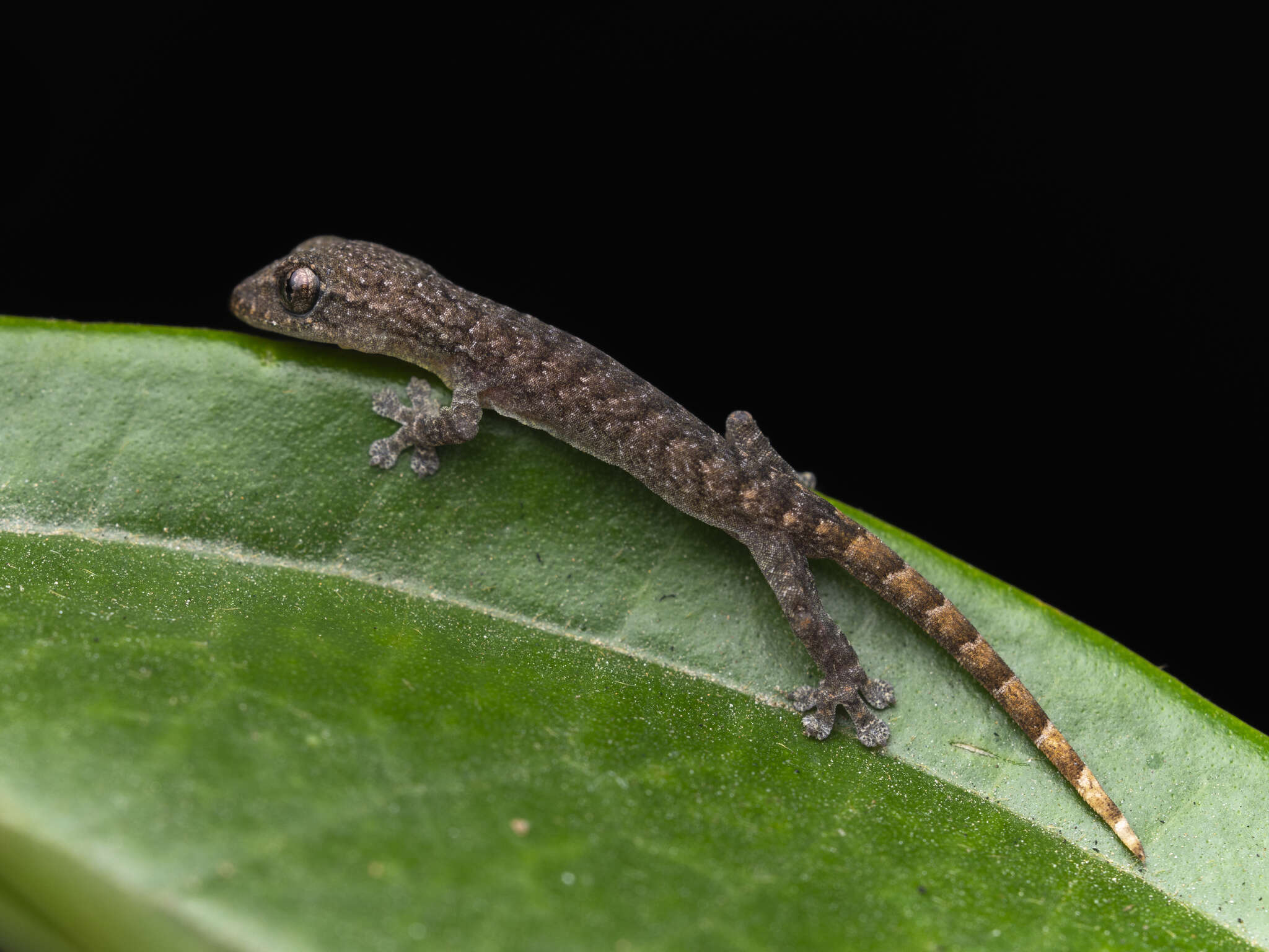 Слика од Hemiphyllodactylus hongkongensis Sung, Lee, Ng, Zhang & Yang 2018