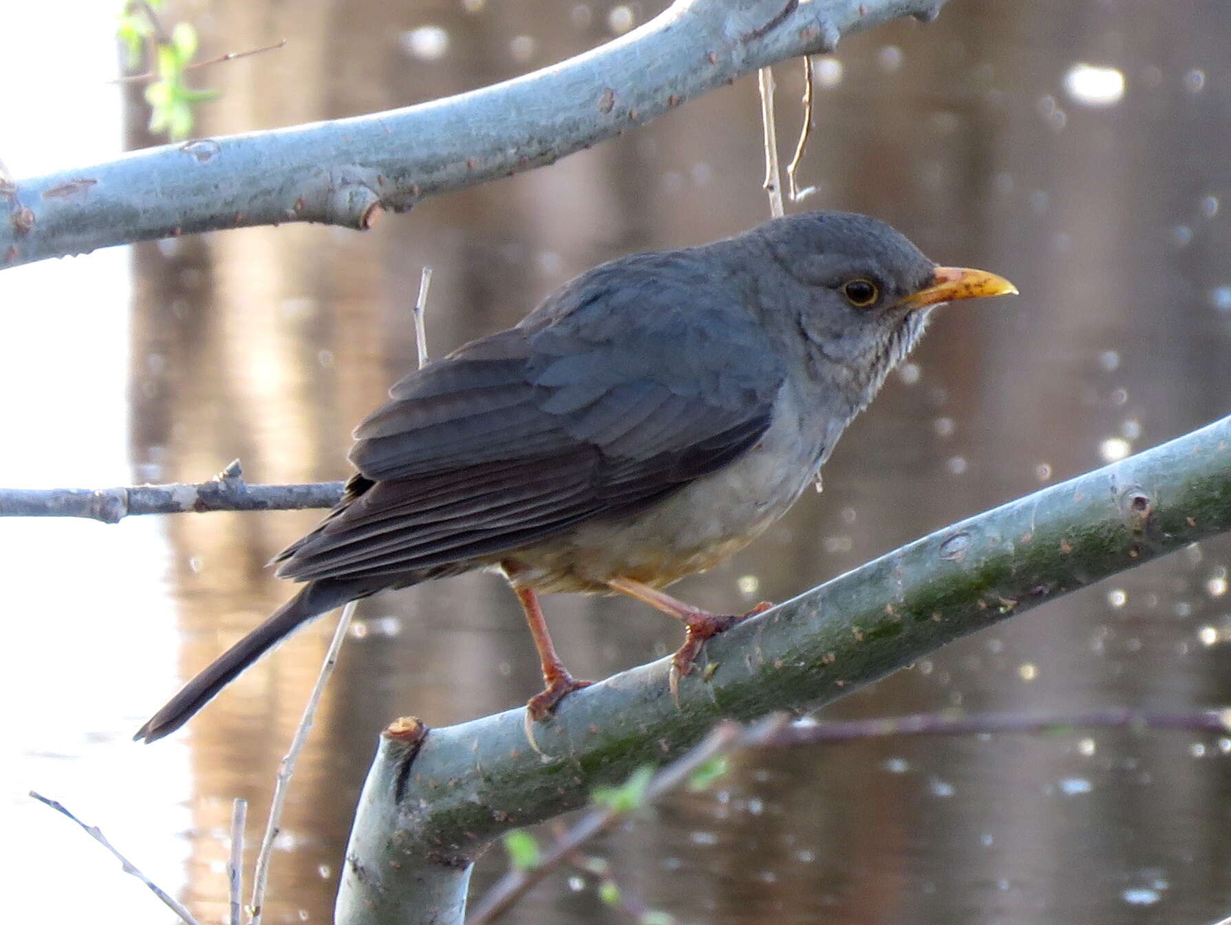 Image of Karoo Thrush