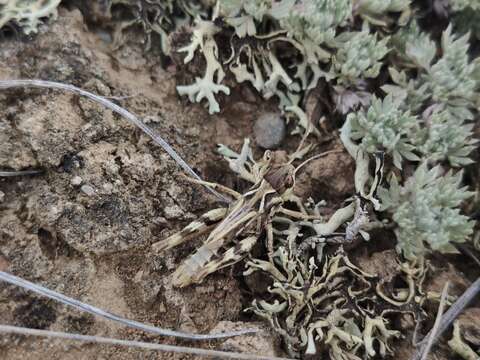 Aeropedellus variegatus (Fischer von Waldheim 1846)的圖片