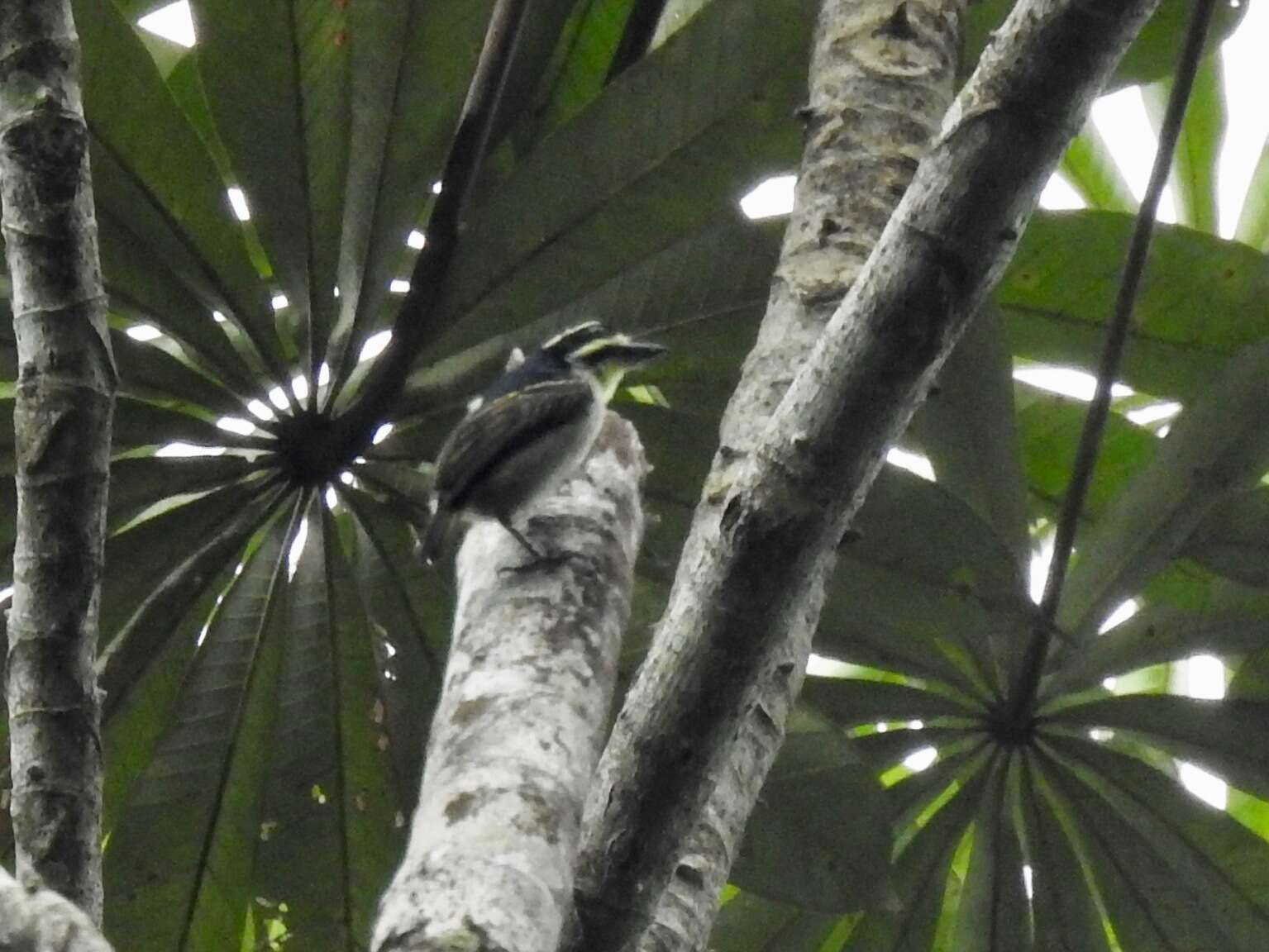 Image of Yellow-throated Tinkerbird