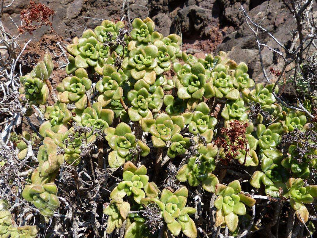 Image of Aeonium lindleyi subsp. lindleyi