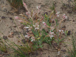 Image of Lapeirousia fabricii subsp. fabricii