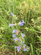 Image of Front Range beardtongue