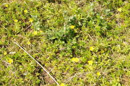 Image of Pacific silverweed