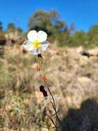 Image of Helianthemum violaceum (Cav.) Pers.