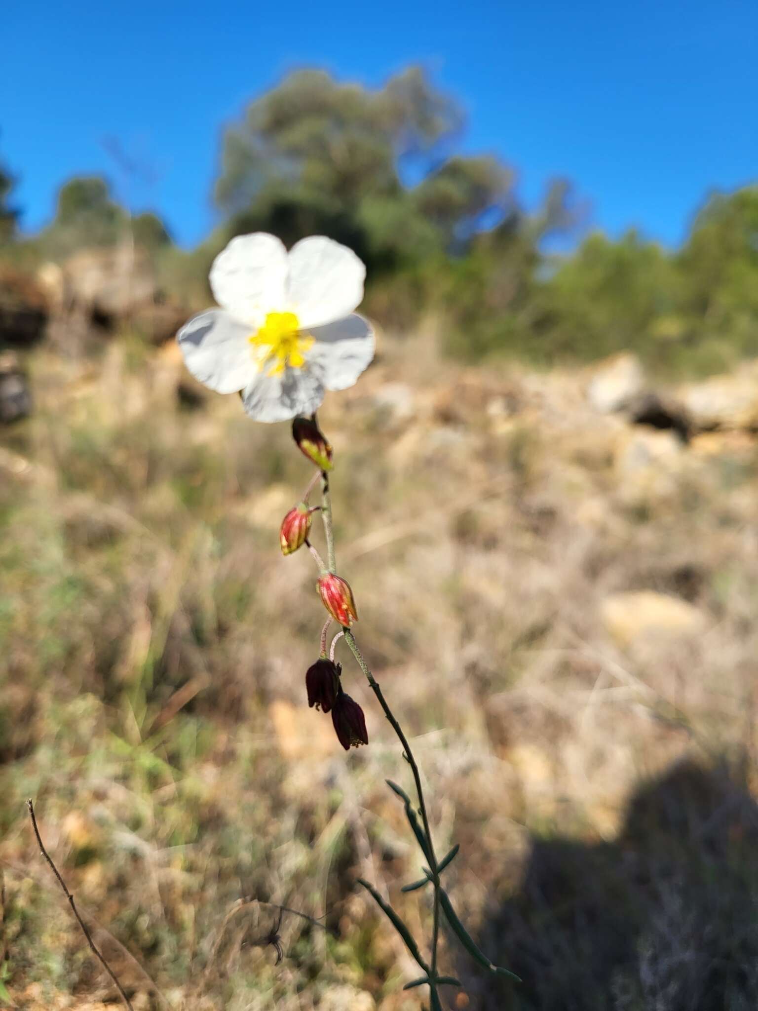 Image of Helianthemum violaceum (Cav.) Pers.