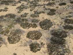 Image of woolly beachheather