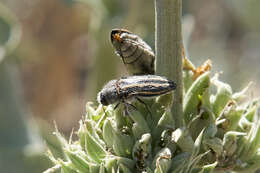 Sivun Acmaeodera pubiventris lanata Horn 1880 kuva