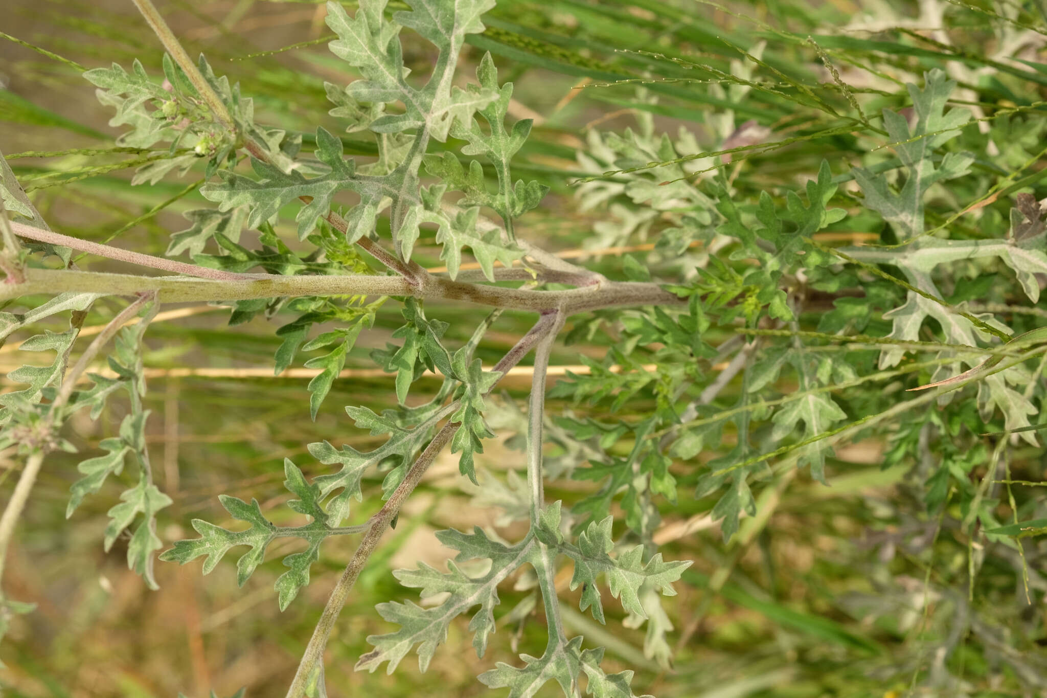 Image de Ambrosia peruviana Willd.