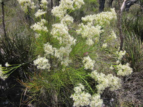 Image of Conospermum teretifolium R. Br.