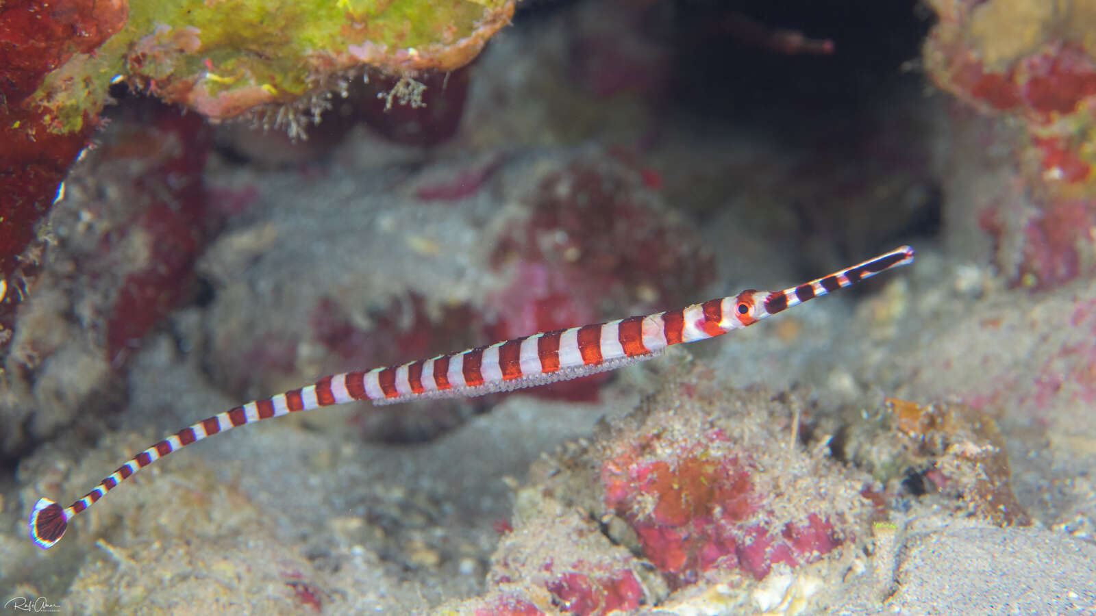 Image of Broad-banded pipefish