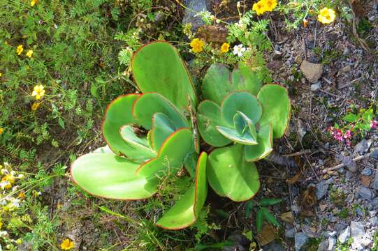 Image of Echeveria gigantea Rose & Purpus