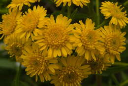 Image of San Pedro Matchweed