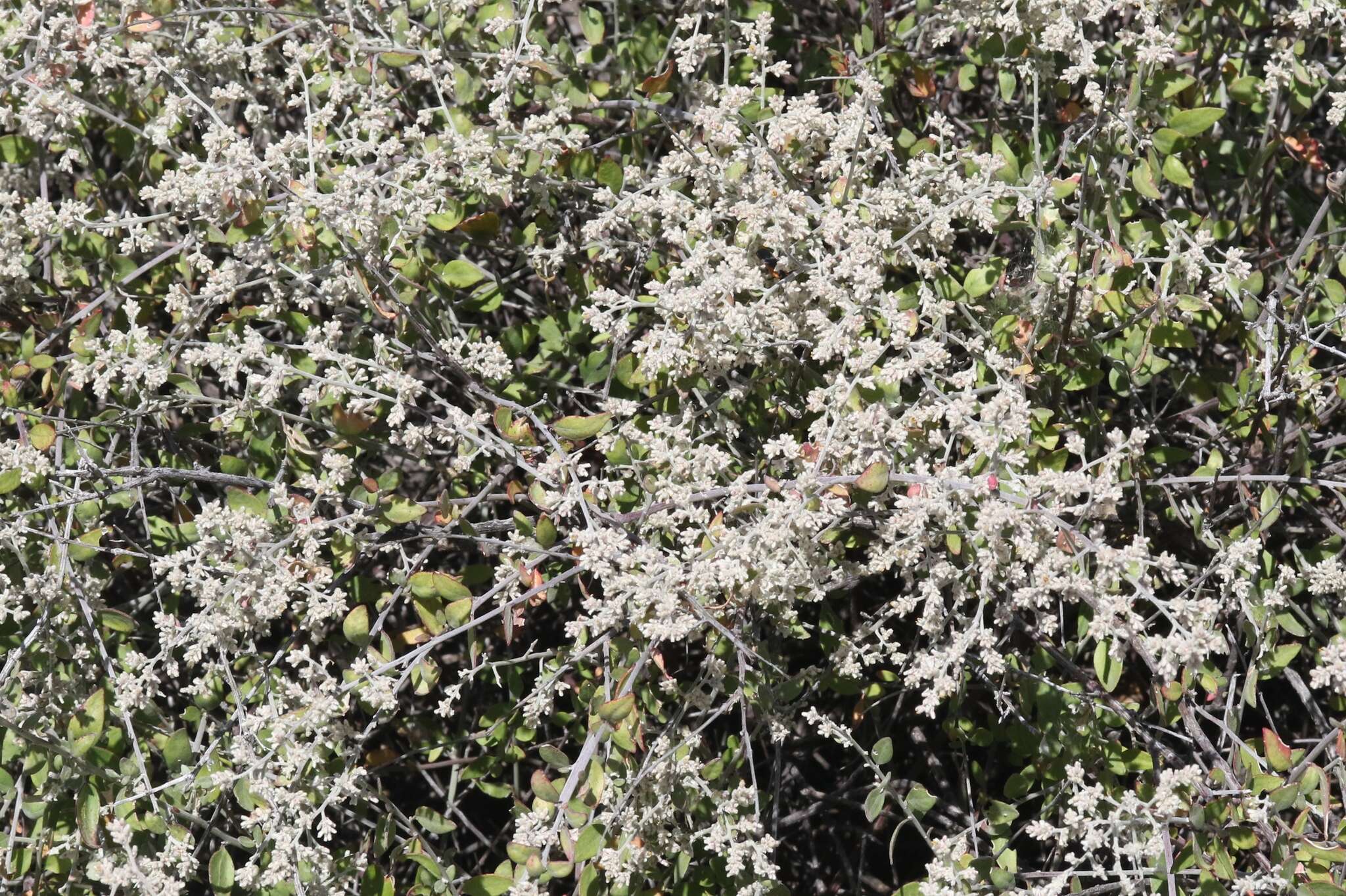 Image of Texas shrub