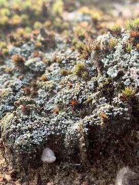 Image of condensed snow lichen