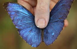 Image of Morpho menelaus amathonte