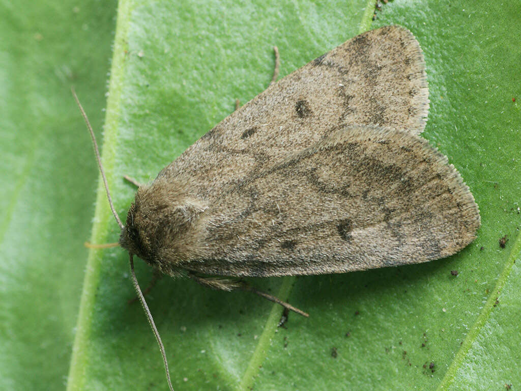 Image of Marsh moth